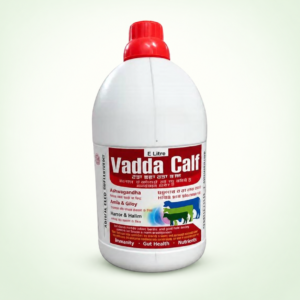 Vadda Calf